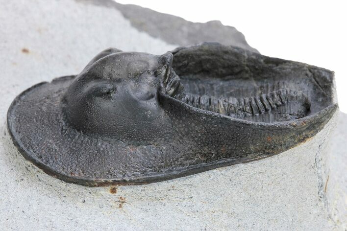 Harpes (Scotoharpes) Trilobite - Boudib, Morocco #222425